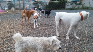 doggie daycare dog day care midwood barkery