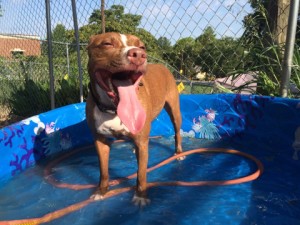 doggie daycare dog day care midwood barkery