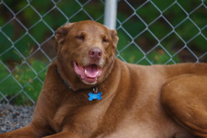 doggie daycare dog day care midwood barkery