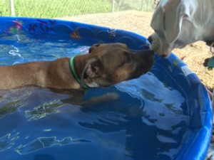 doggie daycare dog day care midwood barkery