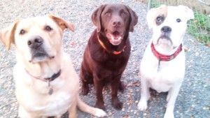 Sabe, Shrek, and Waylon strike a Thanksgiving pose