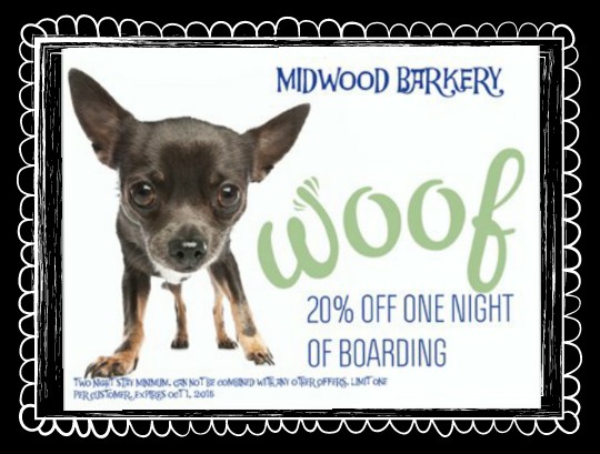 midwood barkery special dog day care dog boarding dog grooming 28205