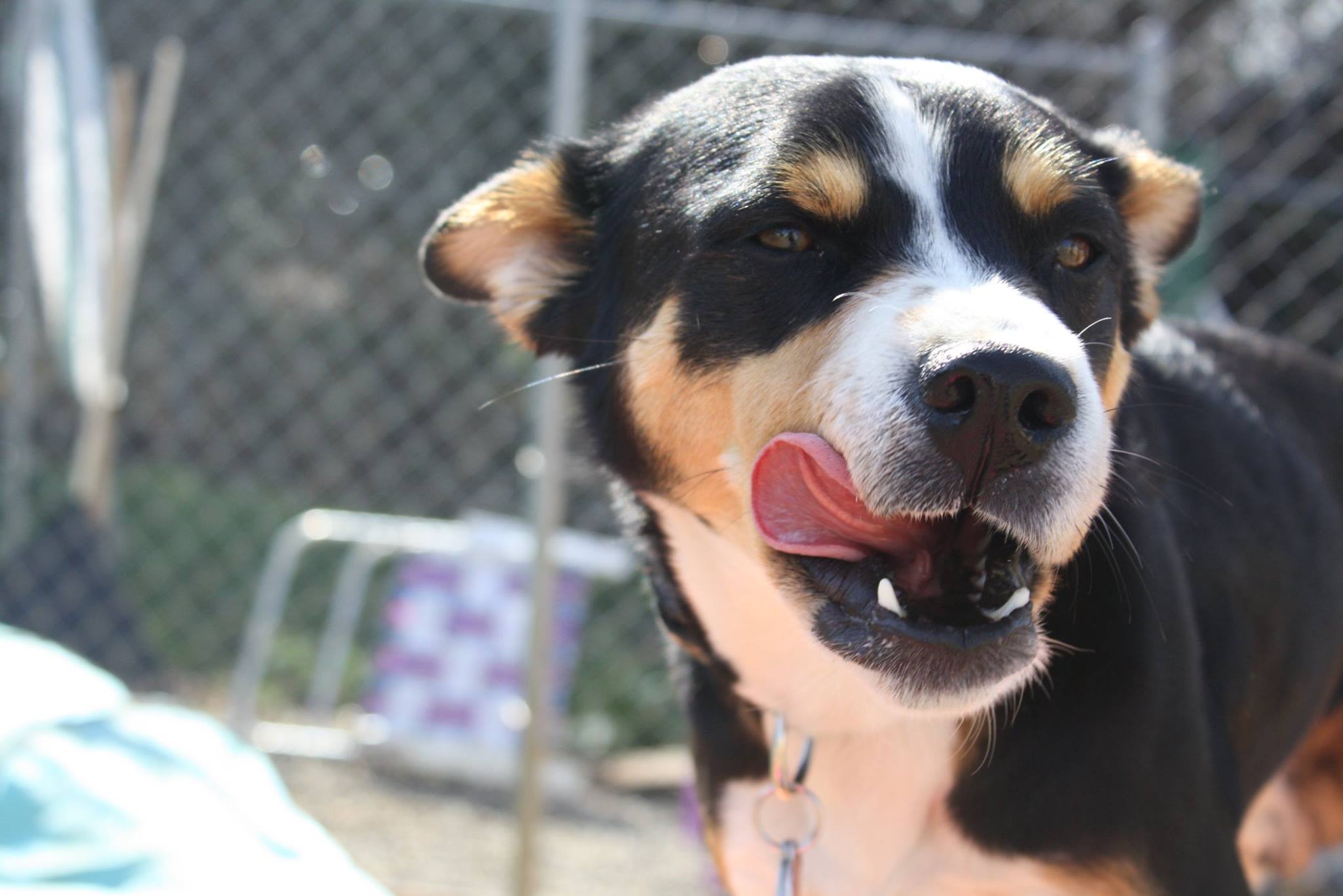 Charlotte Doggie Day Care 28205 Midwood Barkery